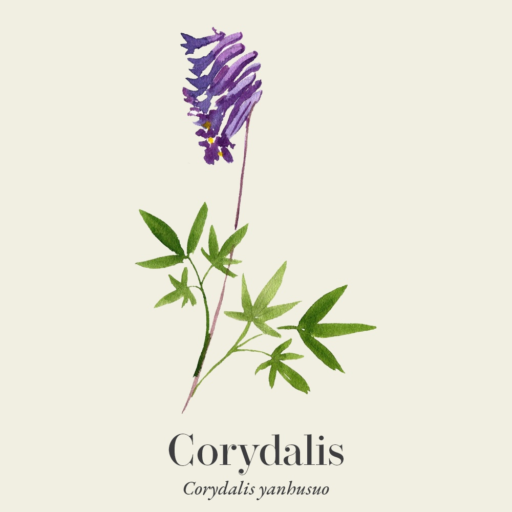 CORYDALIS BOTANICAL EXTRACT